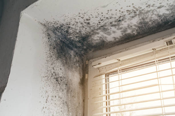 Affordable Attic Mold Removal solutions in Fulton, KY