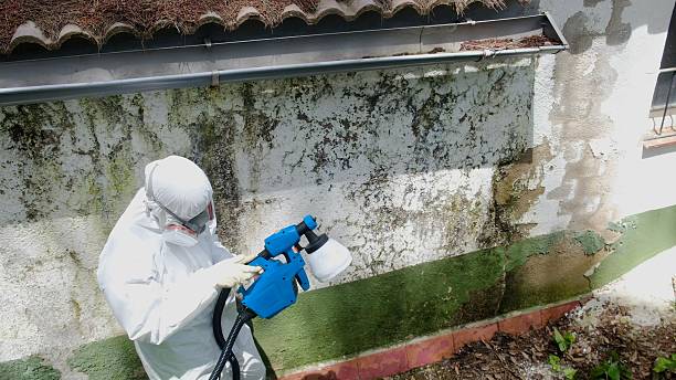Top rated local Attic Mold Removal specialists in Fulton, KY